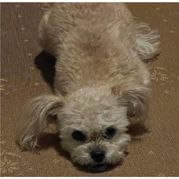 Meet your Posher, Shannon - Picture 2 of 8